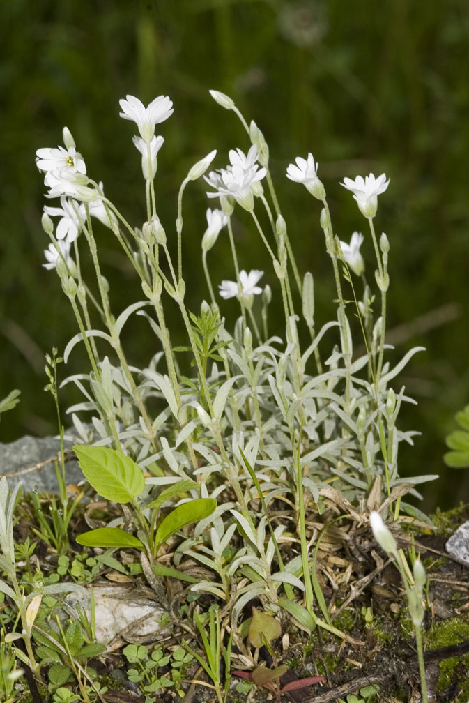 Cerastium tomentosum / Peverina tomentosa